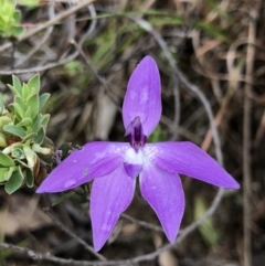 Glossodia major (Wax Lip Orchid) at Brindabella, NSW - 20 Oct 2018 by AaronClausen