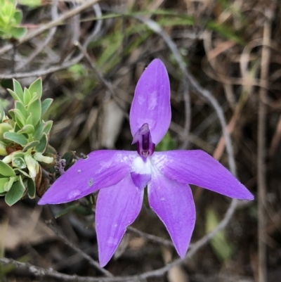 Glossodia major (Wax Lip Orchid) at Brindabella, NSW - 20 Oct 2018 by AaronClausen