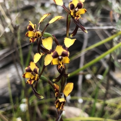 Diuris pardina (Leopard Doubletail) at Brindabella, NSW - 20 Oct 2018 by AaronClausen