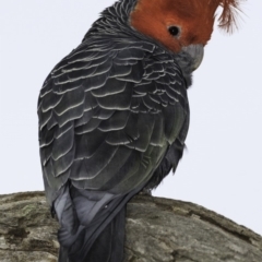 Callocephalon fimbriatum (Gang-gang Cockatoo) at Deakin, ACT - 13 Oct 2018 by JonSteinbeck