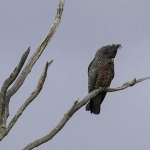 Callocephalon fimbriatum at Deakin, ACT - 13 Oct 2018