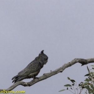 Callocephalon fimbriatum at Deakin, ACT - 13 Oct 2018