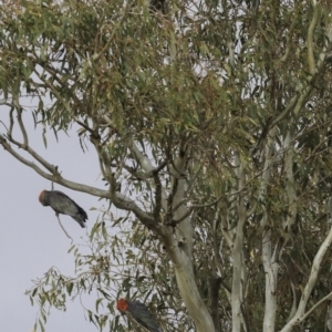 Callocephalon fimbriatum at Deakin, ACT - suppressed