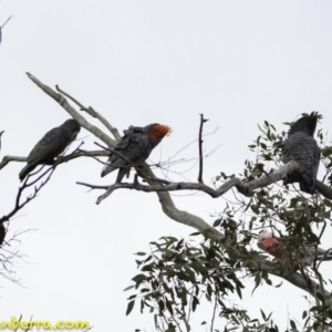 Callocephalon fimbriatum at Deakin, ACT - 13 Oct 2018