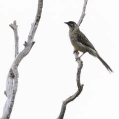 Anthochaera carunculata (Red Wattlebird) at Red Hill Nature Reserve - 12 Oct 2018 by BIrdsinCanberra