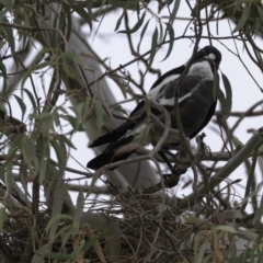 Gymnorhina tibicen (Australian Magpie) at Hughes, ACT - 13 Oct 2018 by JonSteinbeck