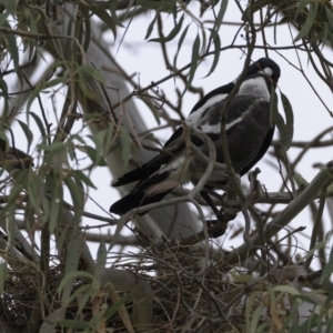 Gymnorhina tibicen at Hughes, ACT - 13 Oct 2018 08:53 AM