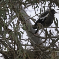 Gymnorhina tibicen at Hughes, ACT - 13 Oct 2018 08:53 AM