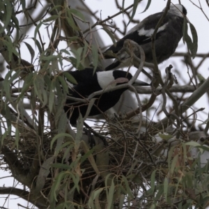 Gymnorhina tibicen at Hughes, ACT - 13 Oct 2018