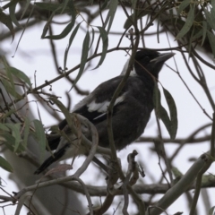 Gymnorhina tibicen at Hughes, ACT - 13 Oct 2018 08:53 AM