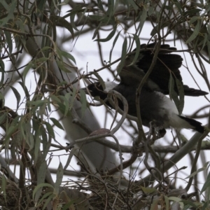 Gymnorhina tibicen at Hughes, ACT - 13 Oct 2018 08:53 AM