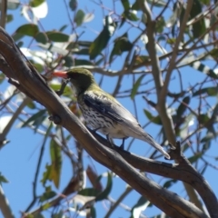 Oriolus sagittatus (Olive-backed Oriole) at Majura, ACT - 18 Oct 2018 by WalterEgo