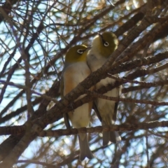 Zosterops lateralis (Silvereye) at Mount Ainslie - 19 Oct 2018 by WalterEgo