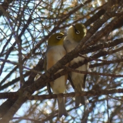 Zosterops lateralis (Silvereye) at Majura, ACT - 19 Oct 2018 by WalterEgo