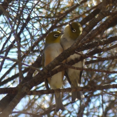 Zosterops lateralis (Silvereye) at Mount Ainslie - 19 Oct 2018 by WalterEgo