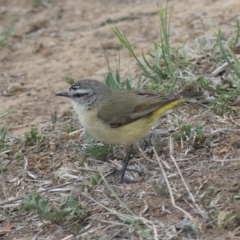 Acanthiza chrysorrhoa (Yellow-rumped Thornbill) at Dickson, ACT - 9 Oct 2018 by WalterEgo