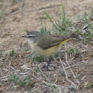 Acanthiza chrysorrhoa at Dickson, ACT - 9 Oct 2018