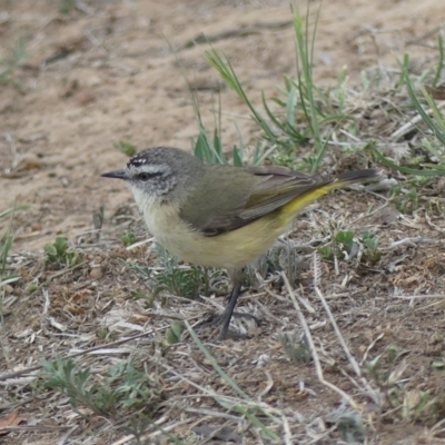 Acanthiza chrysorrhoa (Yellow-rumped Thornbill) at Dickson Wetland Corridor - 9 Oct 2018 by WalterEgo