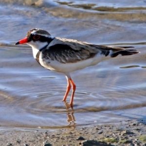 Charadrius melanops at Molonglo Valley, ACT - 19 Oct 2018