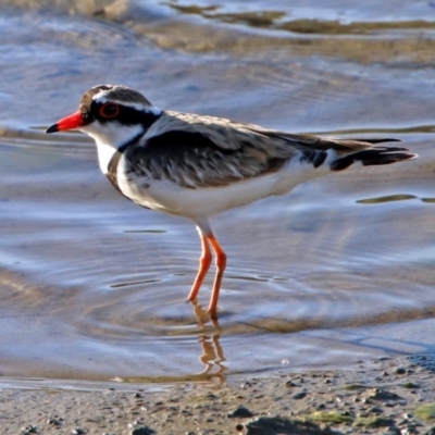 Charadrius melanops (Black-fronted Dotterel) at National Arboretum Forests - 19 Oct 2018 by RodDeb