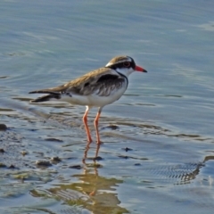 Charadrius melanops at Molonglo Valley, ACT - 19 Oct 2018 05:54 PM