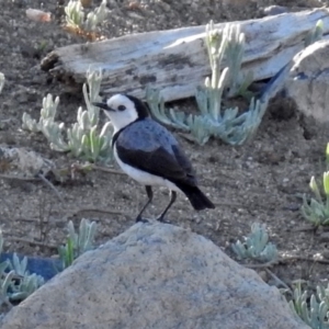 Epthianura albifrons at Molonglo Valley, ACT - 19 Oct 2018