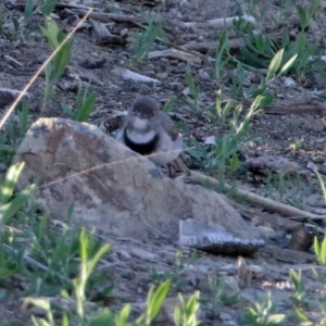 Epthianura albifrons at Molonglo Valley, ACT - 19 Oct 2018