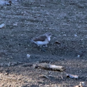 Epthianura albifrons at Molonglo Valley, ACT - 19 Oct 2018