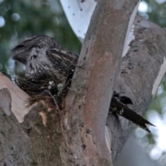 Podargus strigoides (Tawny Frogmouth) at Acton, ACT - 19 Oct 2018 by RodDeb