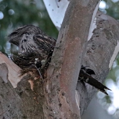 Podargus strigoides (Tawny Frogmouth) at Acton, ACT - 19 Oct 2018 by RodDeb