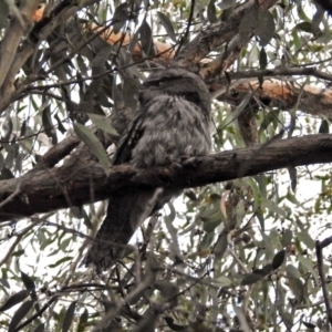 Podargus strigoides at Acton, ACT - 19 Oct 2018