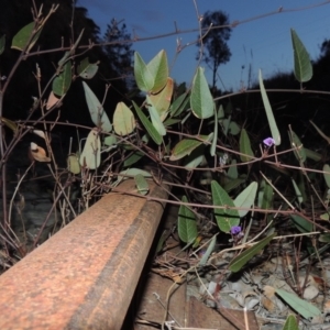 Hardenbergia violacea at Tralee, NSW - 7 Oct 2018 08:24 PM