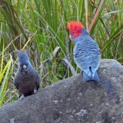 Callocephalon fimbriatum (Gang-gang Cockatoo) at ANBG - 19 Oct 2018 by RodDeb