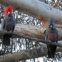 Callocephalon fimbriatum at Acton, ACT - suppressed