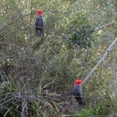 Callocephalon fimbriatum at Acton, ACT - suppressed