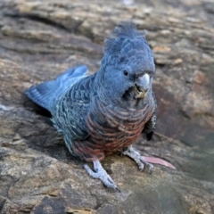 Callocephalon fimbriatum at Acton, ACT - suppressed