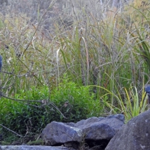 Callocephalon fimbriatum at Acton, ACT - suppressed