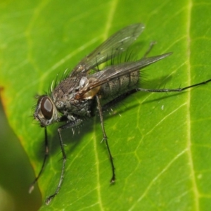 Senostoma sp. (genus) at Acton, ACT - 16 Oct 2018 08:38 AM