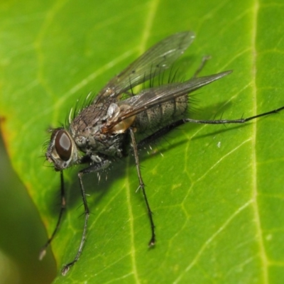 Senostoma sp. (genus) (A parasitoid tachinid fly) at ANBG - 15 Oct 2018 by TimL