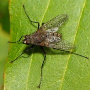 Senostoma sp. (genus) at Acton, ACT - 16 Oct 2018 08:38 AM