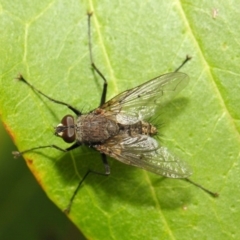 Senostoma sp. (genus) at Acton, ACT - 16 Oct 2018 08:38 AM