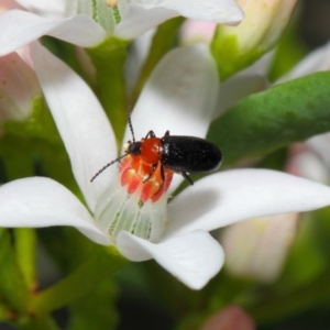 Atoichus bicolor at Acton, ACT - 16 Oct 2018