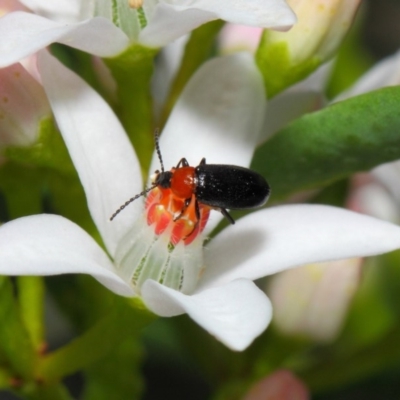 Atoichus bicolor (Darkling beetle) at ANBG - 15 Oct 2018 by TimL