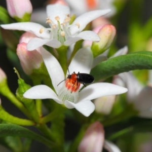 Atoichus bicolor at Acton, ACT - 16 Oct 2018