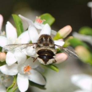 Trichophthalma laetilinea at Acton, ACT - 16 Oct 2018