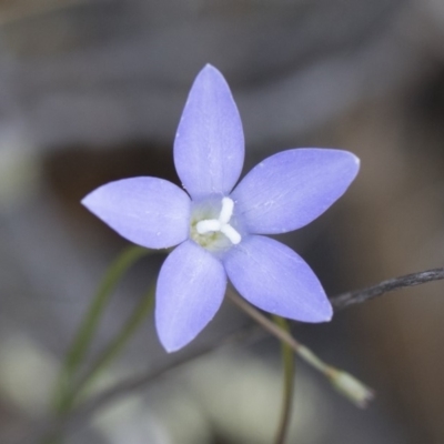 Wahlenbergia stricta subsp. stricta (Tall Bluebell) at Michelago, NSW - 13 Oct 2018 by Illilanga
