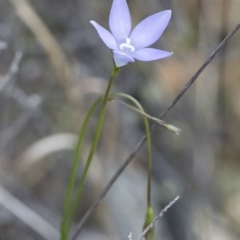 Wahlenbergia stricta subsp. stricta at Michelago, NSW - 13 Oct 2018 12:54 PM