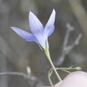 Wahlenbergia stricta subsp. stricta at Michelago, NSW - 13 Oct 2018