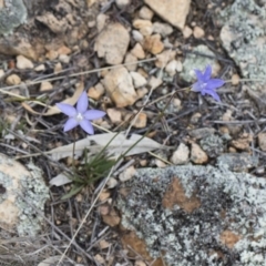 Wahlenbergia stricta subsp. stricta at Michelago, NSW - 13 Oct 2018