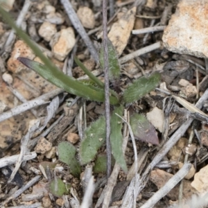 Wahlenbergia stricta subsp. stricta at Michelago, NSW - 13 Oct 2018 12:54 PM